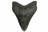 Fossil Megalodon Tooth - South Carolina #148709-1